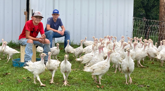 Isaac and his brother with young Thanksgiving turkeys on their first day outside on pasture at Tyner Pond Farm in Central Indiana.
