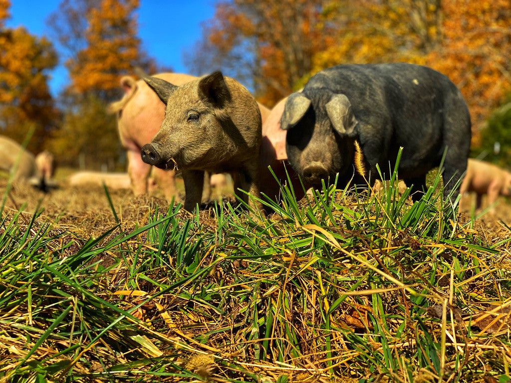 Two pigs in the foreground with other pigs, golden autumn trees and blue sky behind them.