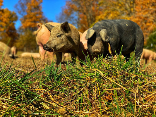 Two pigs in the foreground with other pigs, golden autumn trees and blue sky behind them.