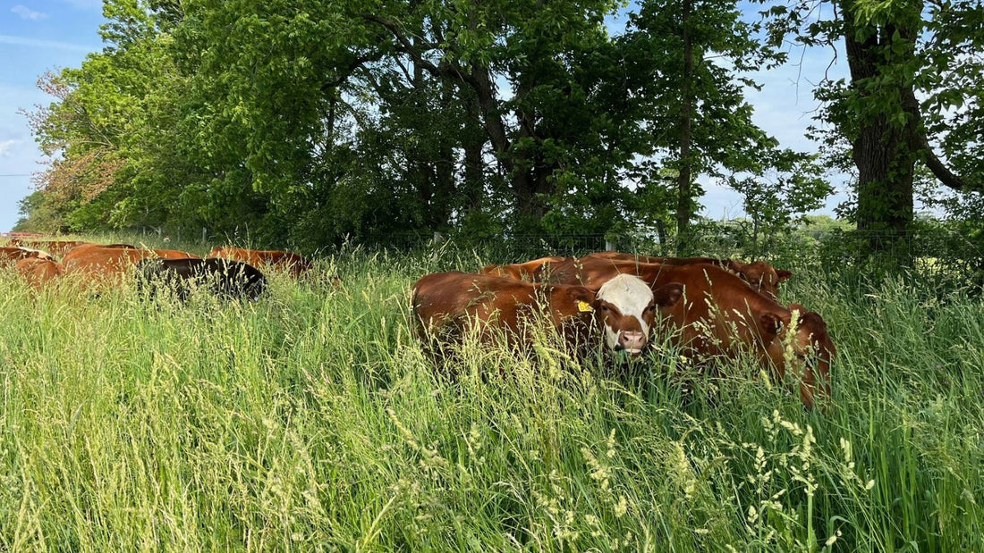 Cattle grazing tall diverse pasture at Tyner Pond Farm in Indiana, showing increased food production from regenerated land.