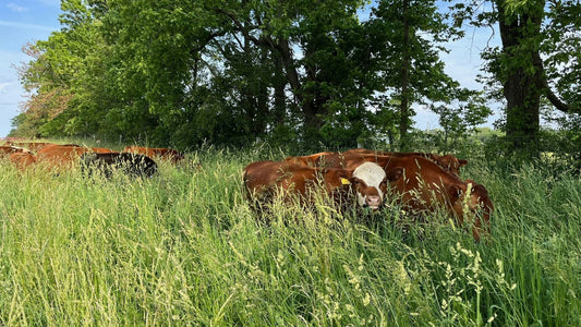 Cattle grazing tall diverse pasture at Tyner Pond Farm in Indiana, showing increased food production from regenerated land.