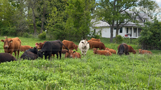 Tyner Pond Farm cattle grazing diverse regenerative pasture in central Indiana near the farmhouse.