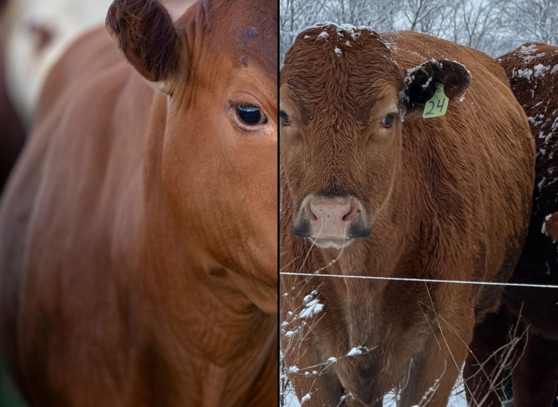 Comparison of South Poll cow slick summer coat vs thick winter coat Tyner Pond Farm Indiana