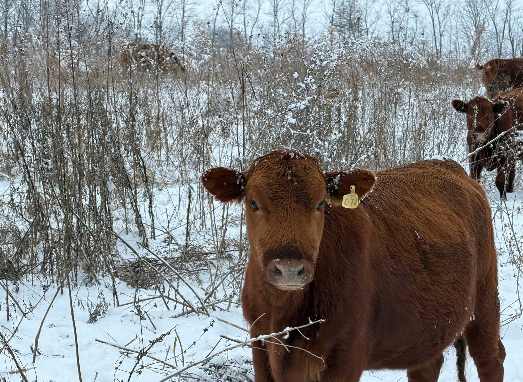 South Poll cattle grazing in winter snow Tyner Pond Farm Indiana