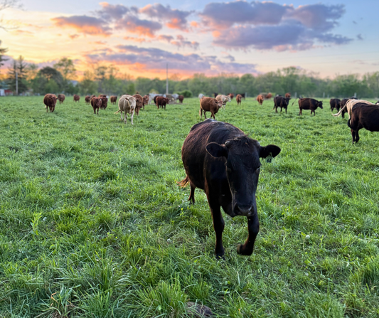 Grassfed cattle grazing after rainfall in central Indiana