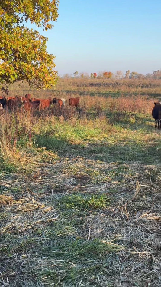 Cattle in an autumn pasture at Tyner Pond Farm, with flattened grass covering the ground in the foreground.