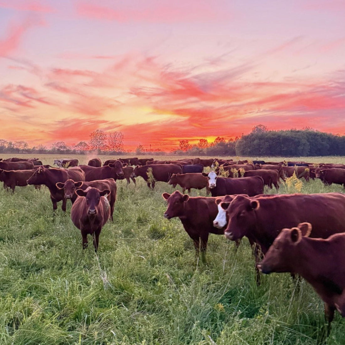 Tyner Pond Farm cattle grazing on pasture in central Indiana at sunset