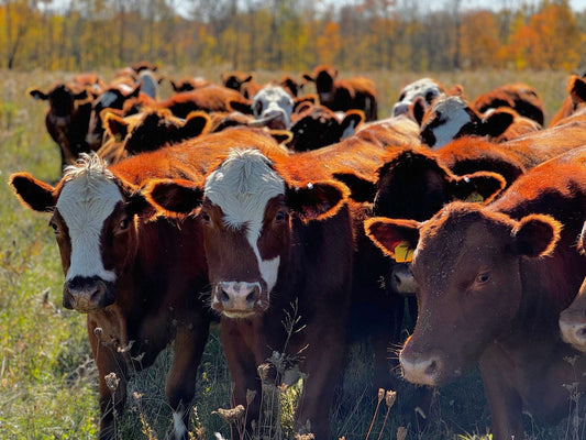 Grass-fed cattle in an autumn pasture at Tyner Pond Farm in Central Indiana.