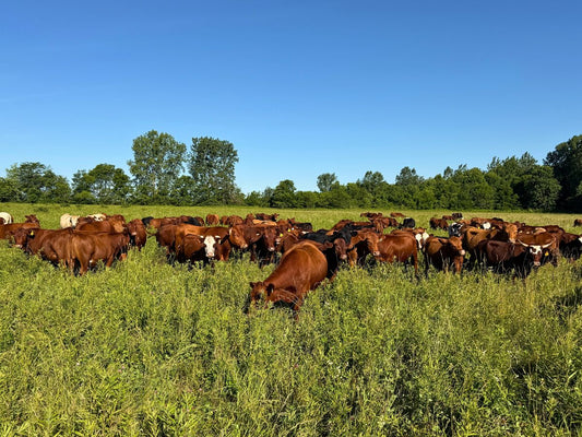 Tyner Pond Farm grass-fed cattle grazing together on pasture in Indiana