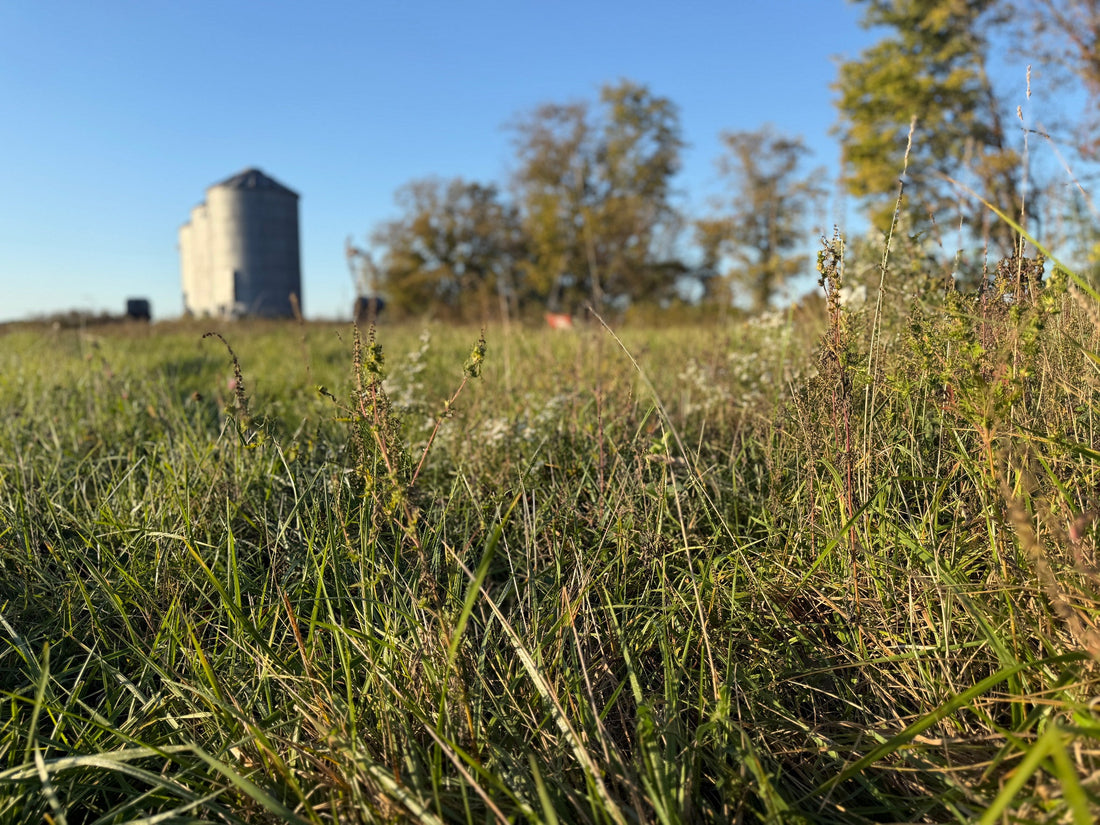 Green pasture grasses and seed heads with a grain bin and tree line in the background at Tyner Pond Farm.