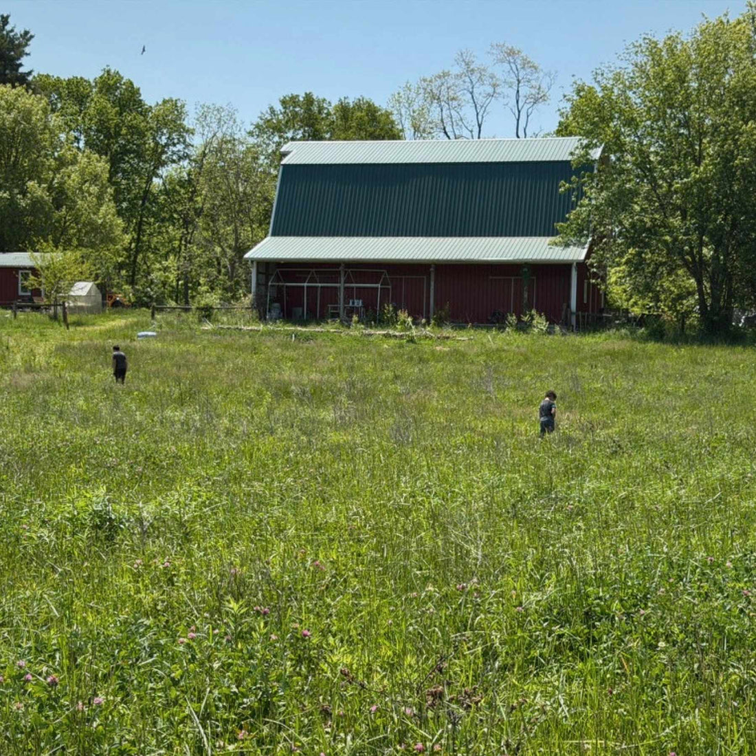 Grass-fed cattle using Total Grazing in a dense Central Indiana pasture at Tyner Pond Farm