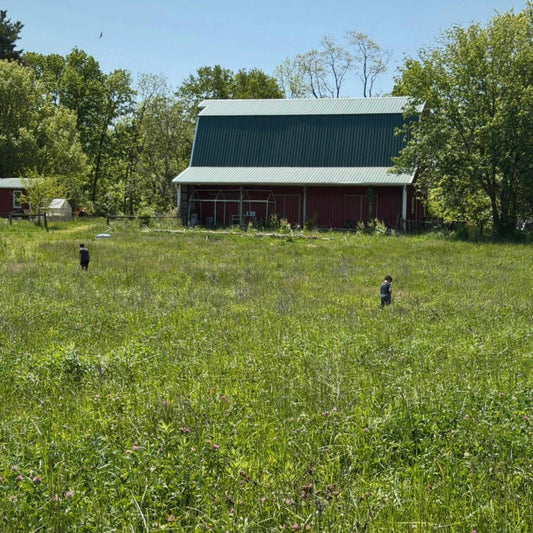 Grass-fed cattle using Total Grazing in a dense Central Indiana pasture at Tyner Pond Farm