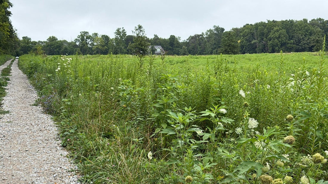 Tall unmowed fence row with grasses, flowering plants, and seed heads beside a gravel farm lane at Tyner Pond Farm in Central Indiana.
