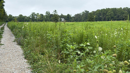 Tall unmowed fence row with grasses, flowering plants, and seed heads beside a gravel farm lane at Tyner Pond Farm in Central Indiana.