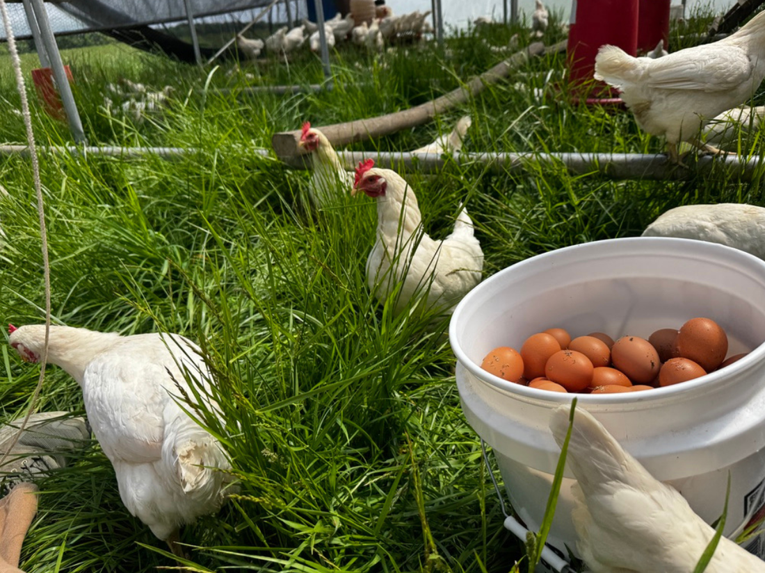 Pasture-raised chickens foraging on grass at Tyner Pond Farm in Indiana while receiving supplemental non-GMO feed.