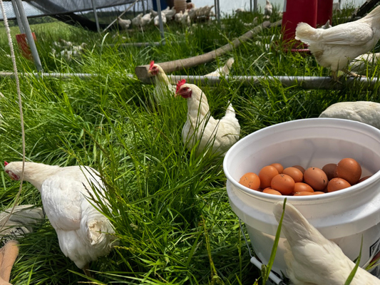 Pasture-raised chickens foraging on grass at Tyner Pond Farm in Indiana while receiving supplemental non-GMO feed.