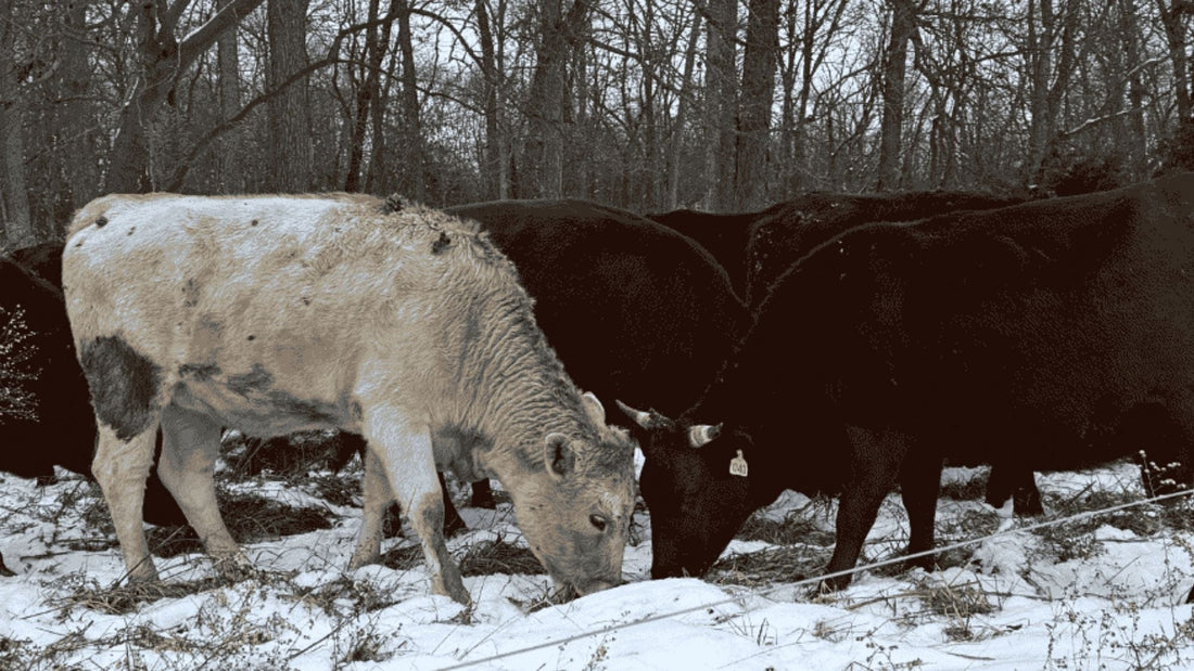 Cattle grazing stockpiled pasture through snow during winter on an Indiana regenerative farm