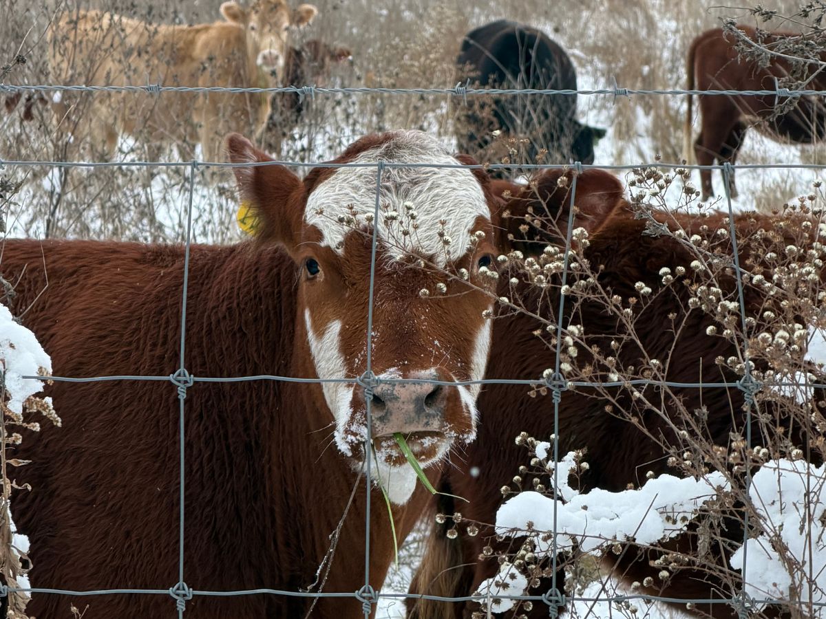 Close up of a grass-fed cow eating fresh green grass in the snow, demonstrating winter grazing on stockpiled forage at Tyner Pond Farm in Greenfield, IN.