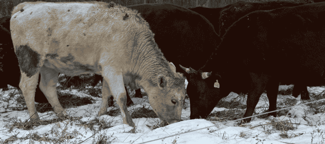 Cattle grazing stockpiled pasture forage through snow during winter in Indiana.