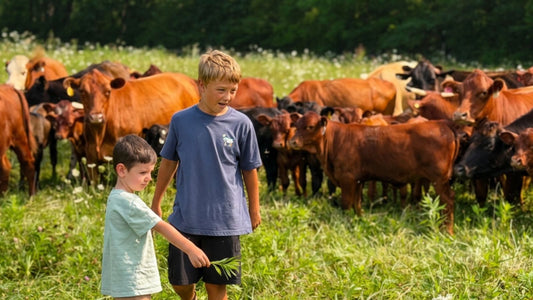 Young people learning animal husbandry and regenerative farming with grass-fed cattle at Tyner Pond Farm in Central Indiana.