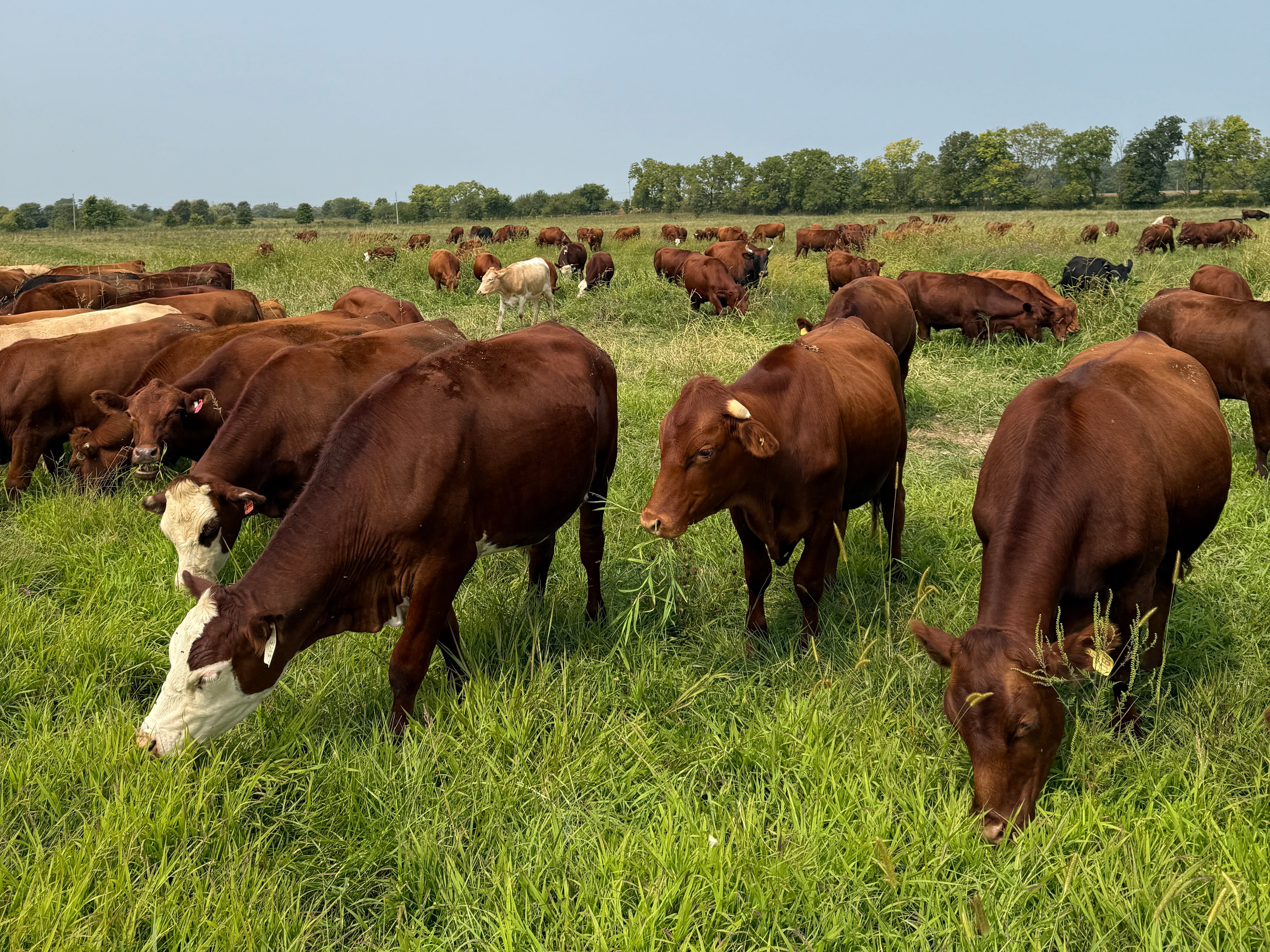 Indiana Grassfed Beef Grazing In Hancock County