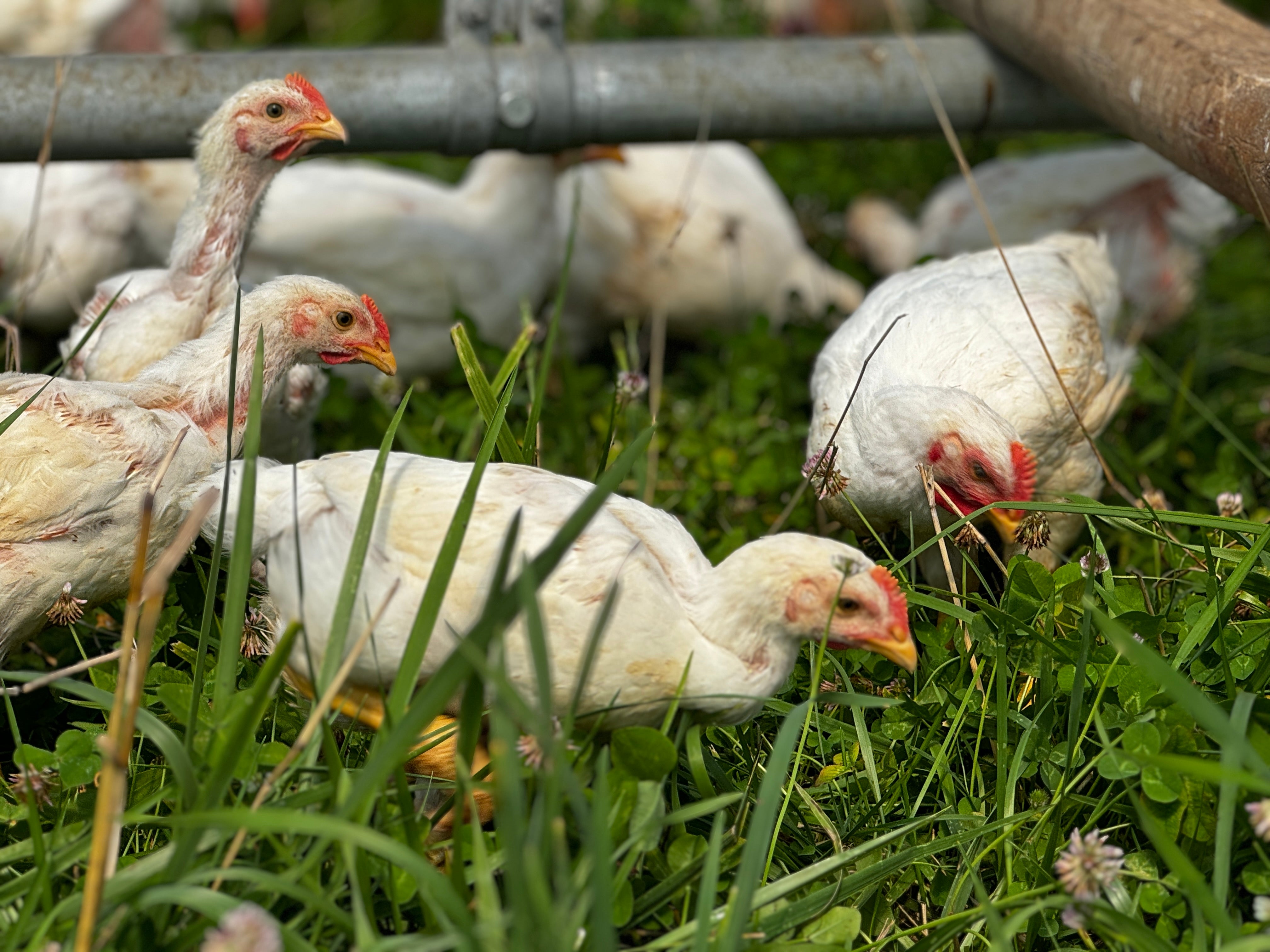 Chickens on pasture in open-bottom shelters at Tyner Pond Farm