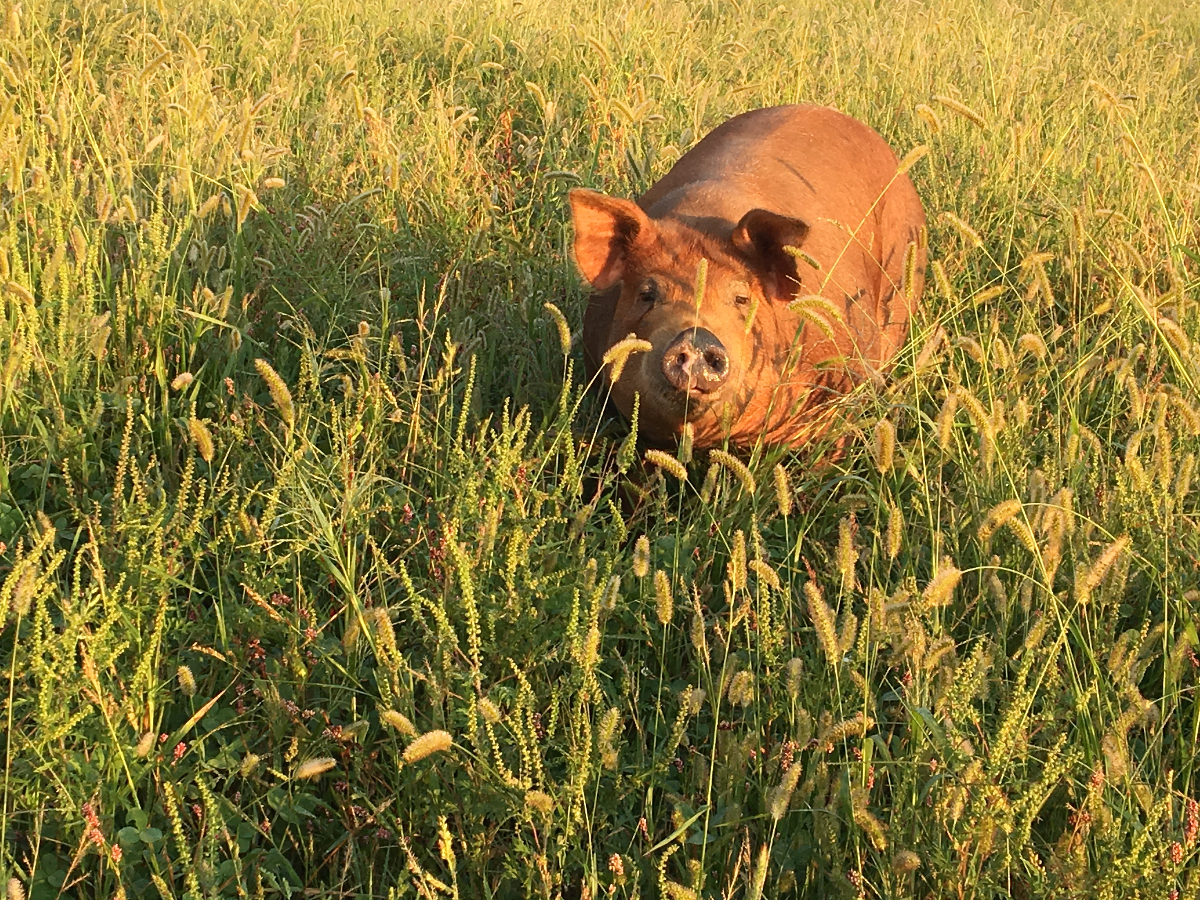 Pastured pig foraging in deep grass, raised outdoors on an Indiana farm