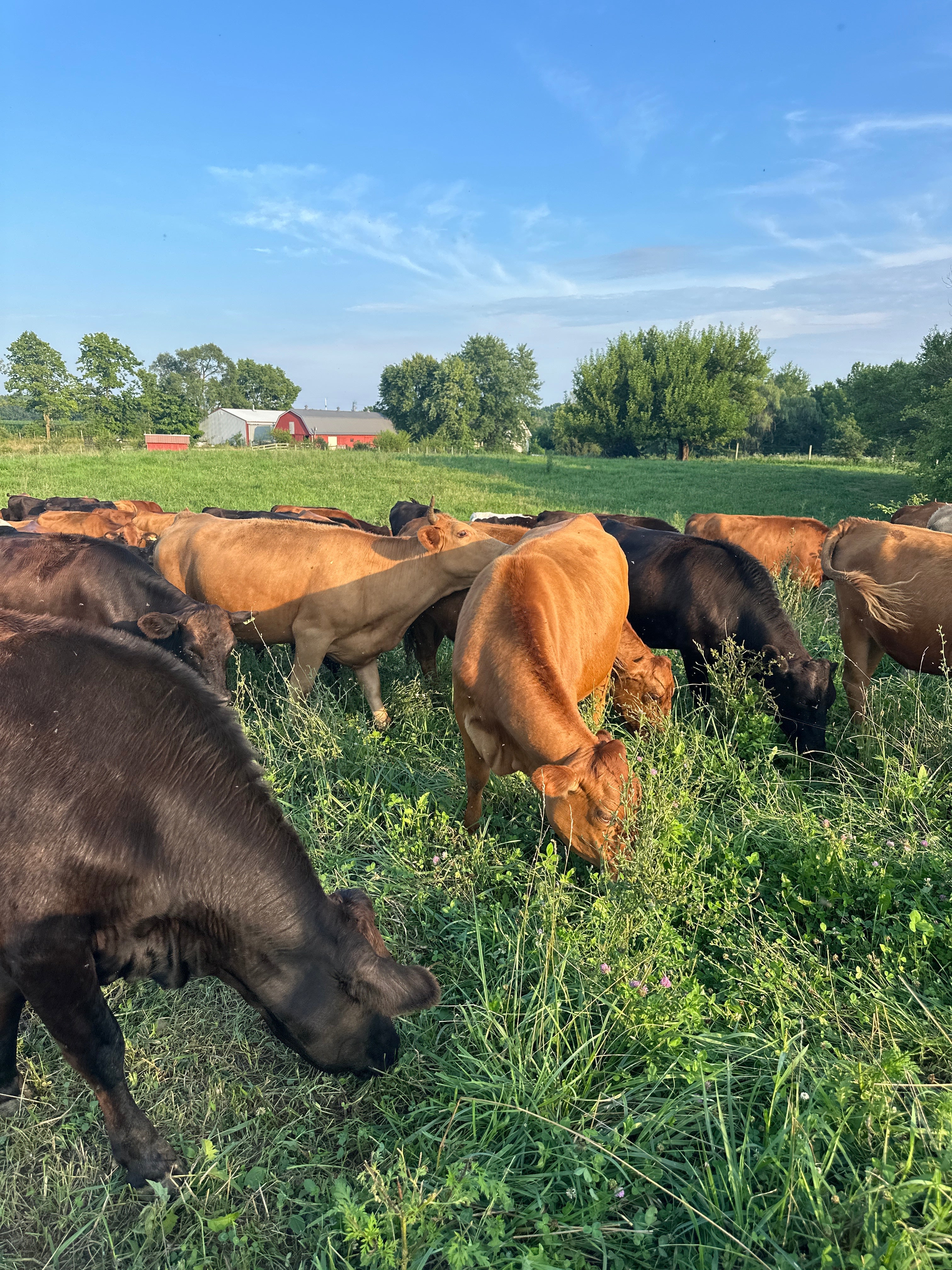 Grazing cattle in Indiana pasture, grassfed source of organ meats and broth bones