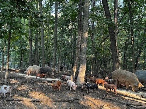 Pastured Pork-Back Ribs