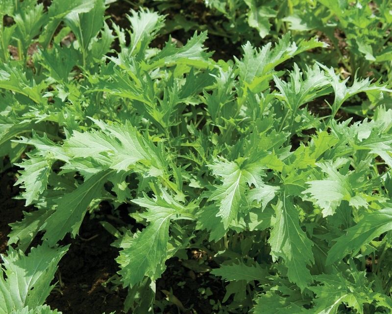 Mizuna Asian Greens