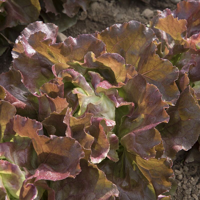 Red Lettuce Head