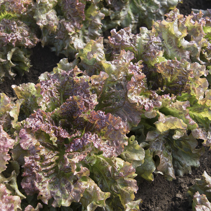 Red Lettuce Head