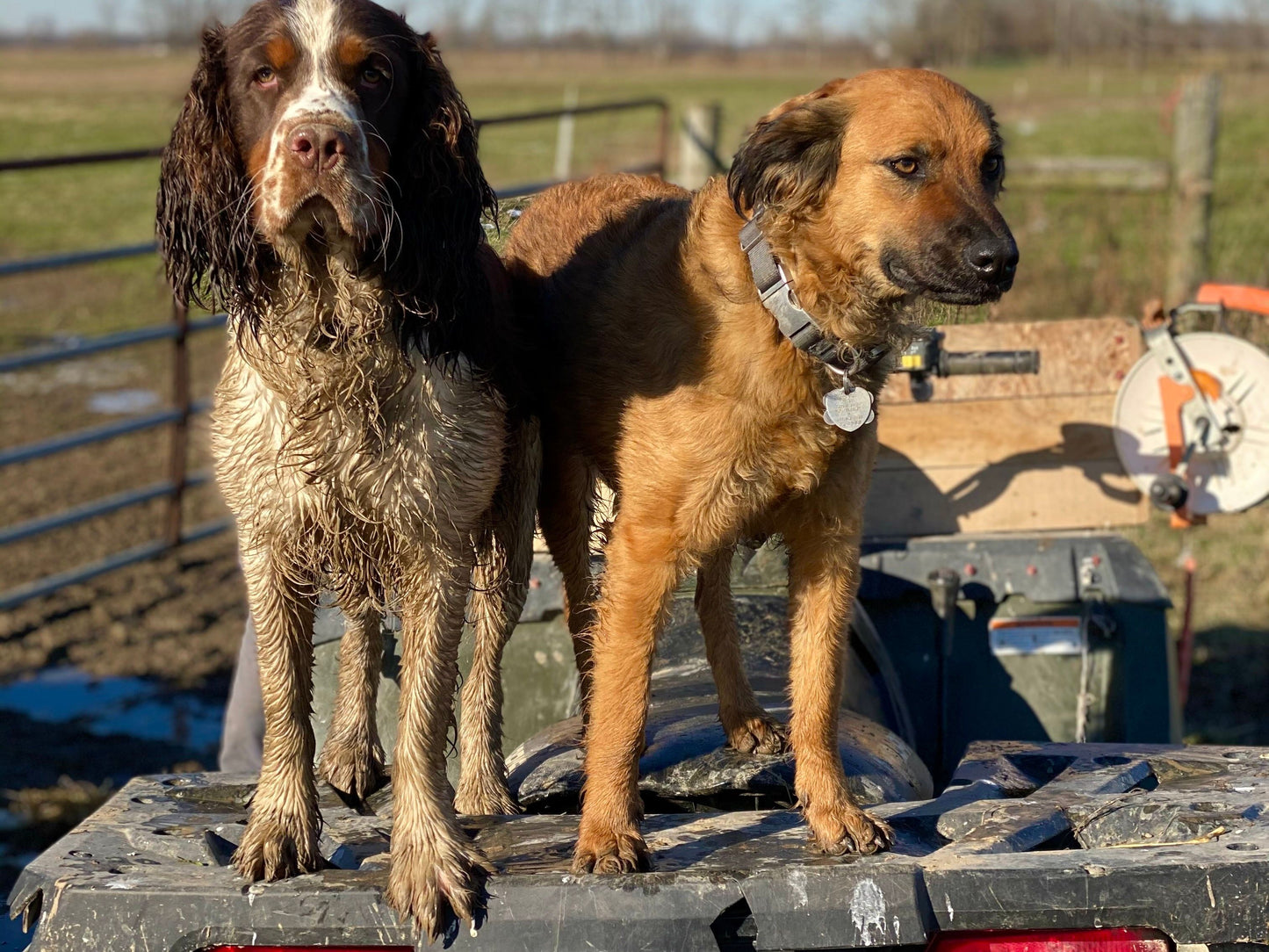 Ground Raw Dog and Cat Food (1lb)