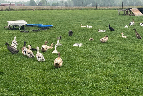 A group of ducks gathered on a grassy field with scattered clouds in the sky, indicative of a rural setting where the ducks are likely free-range.