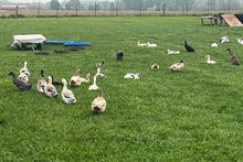 A group of ducks gathered on a grassy field with scattered clouds in the sky, indicative of a rural setting where the ducks are likely free-range.