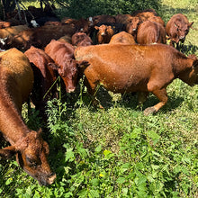 Cows grazing in a grassy Indiana field with trees in the background