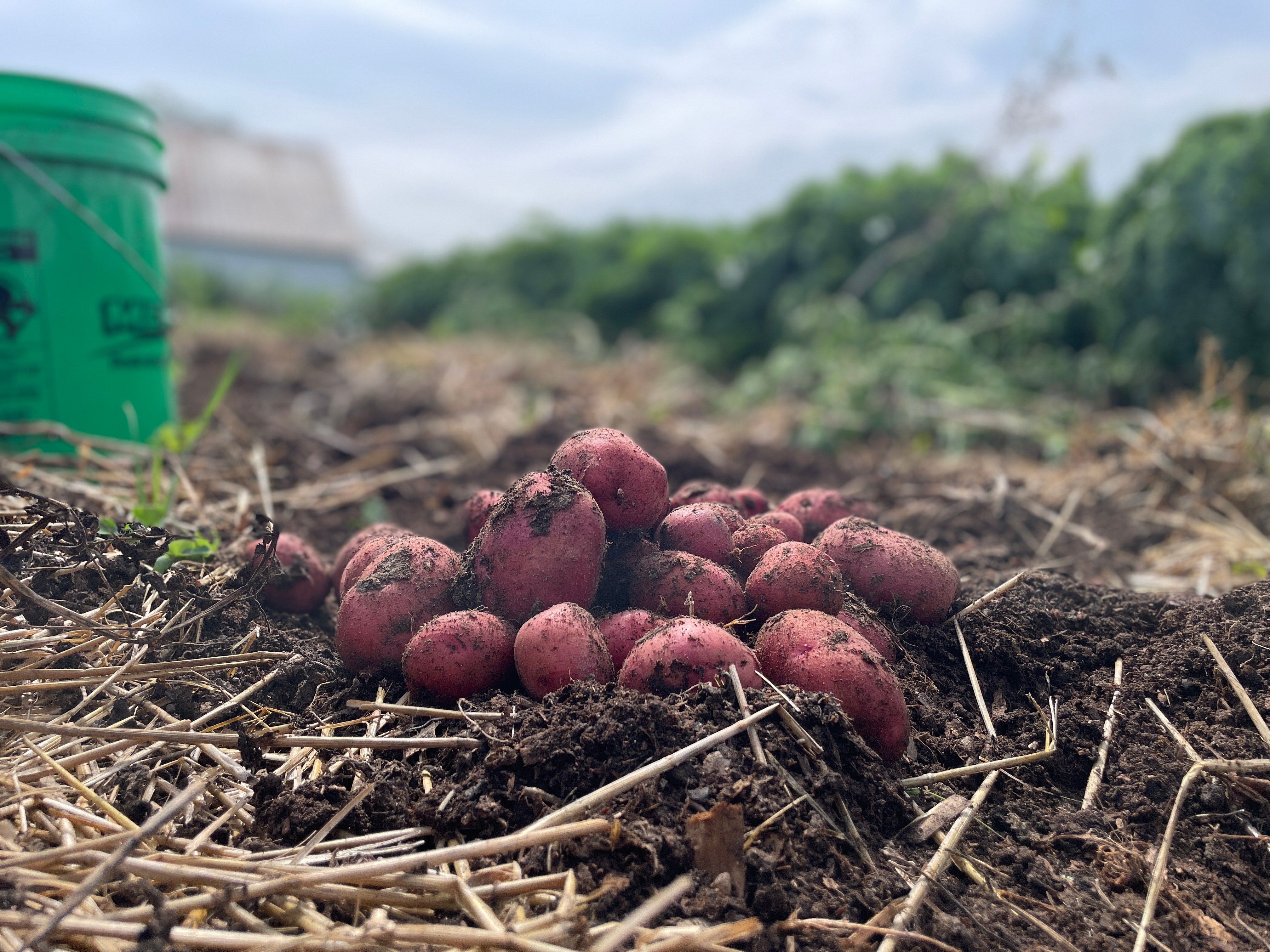 Potatoes ( Red)