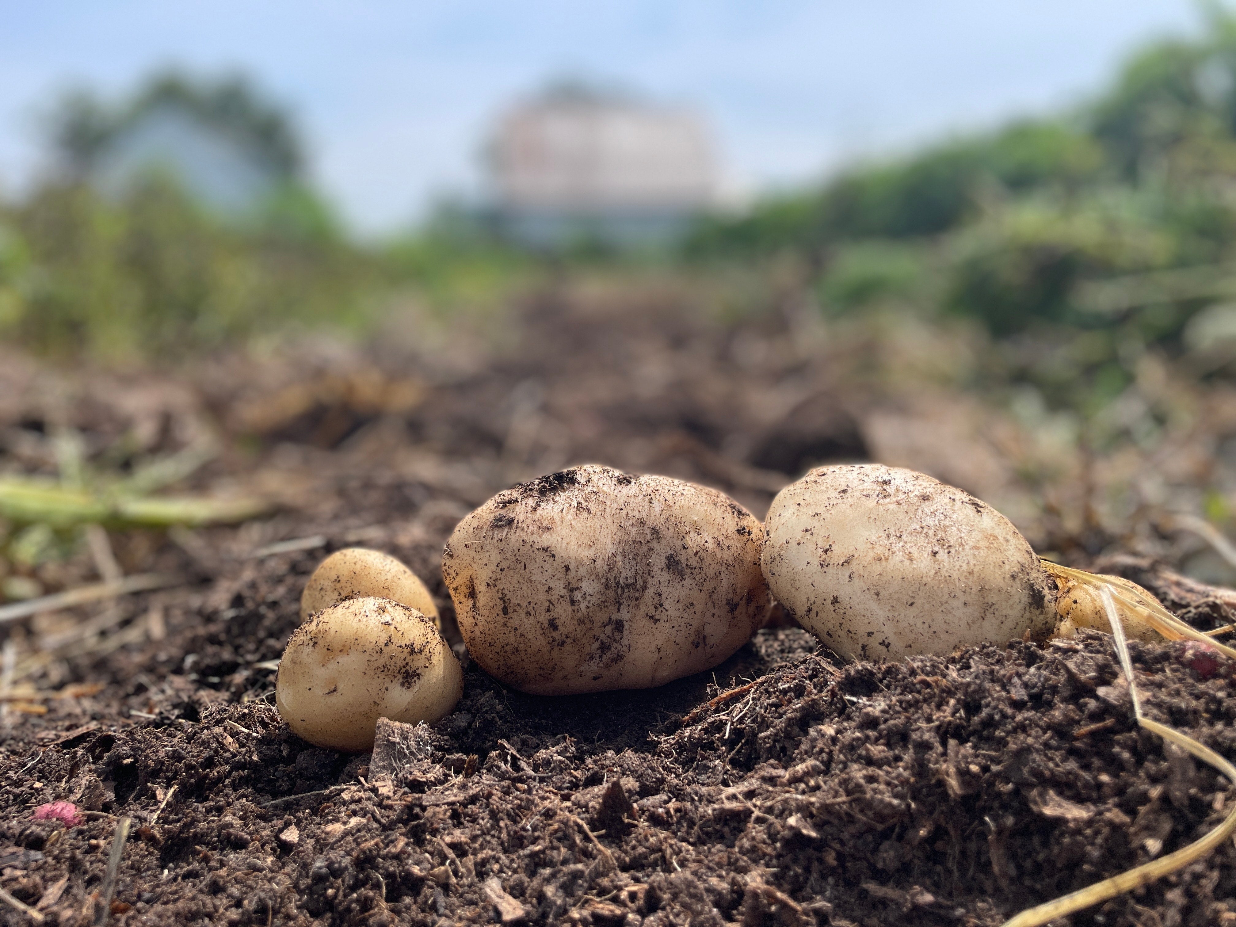 Potatoes ( white)