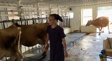 Woman and Jersey cow inside Kemps Organic Dairy