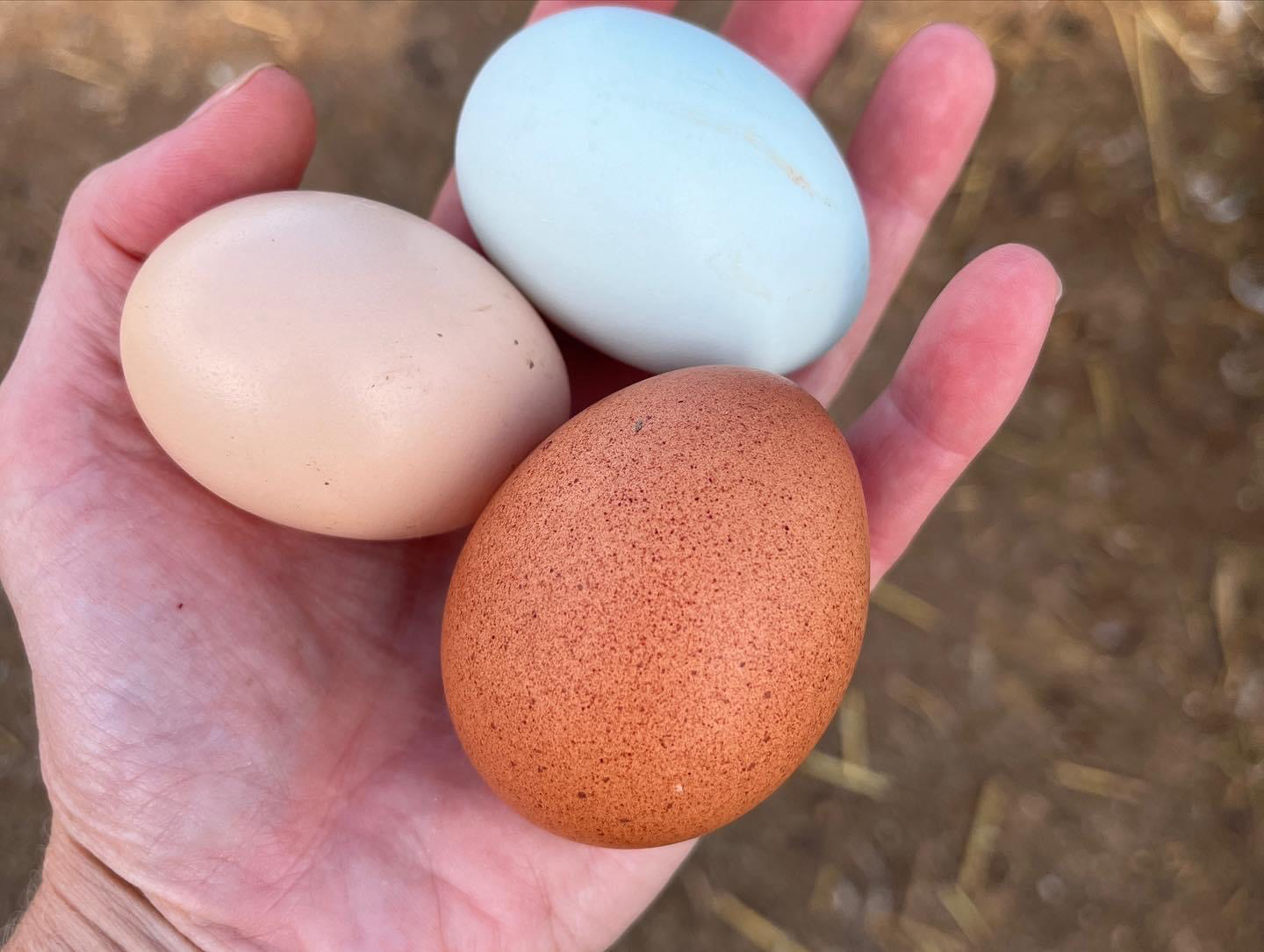 Large Duck Eggs One Dozen