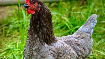 Laying hen walking on pasture in open mobile shelter at Tyner Pond Farm