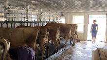 Young girl standing in the dairy doorway with Jersey cows visible