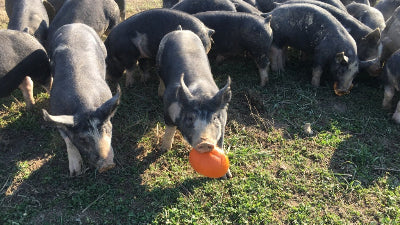 Local hog eating a pumpkin in a field at Tyner Pond Farm