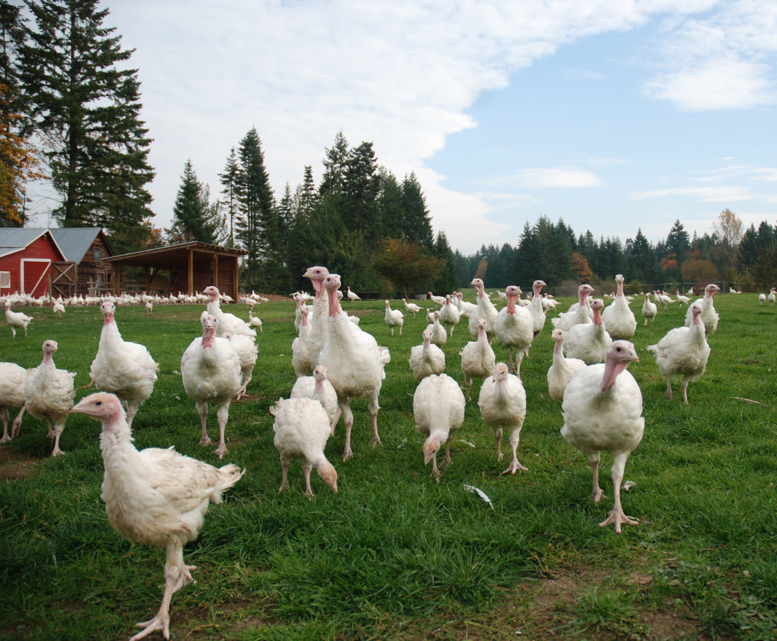 Pasture-raised turkeys on grass in Greenfield Indiana, raised without GMOs or antibiotics