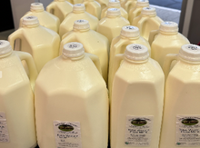 Gallon jugs of raw milk from Kemps Organic Dairy showing a high creamline

