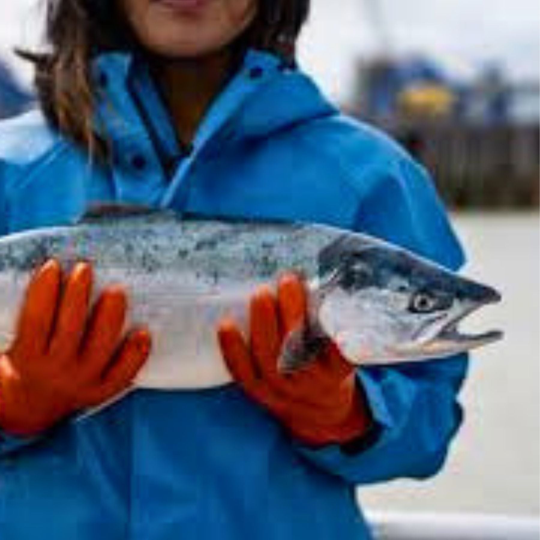 Wild Alaska sockeye salmon held at the dock after harvest