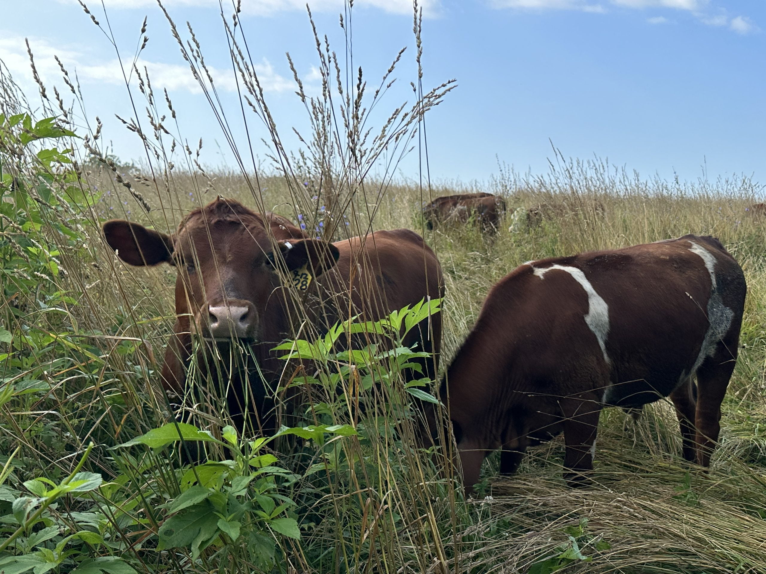 Grassfed Beef, Methane, Regenerative Farming